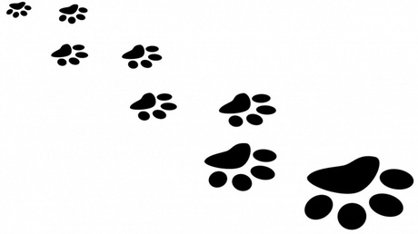 Pawprints