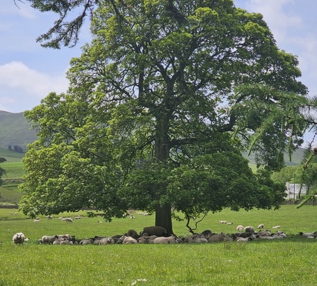 Sheep under a tree in Scotland