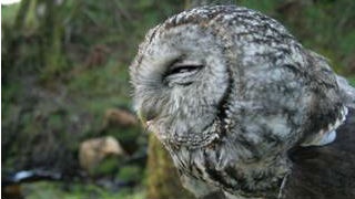 Tawny Owl courtesy of Dr Alexandre Millon