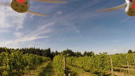 An image taken by an Unmanned Aerial Vehicle of a vineyard