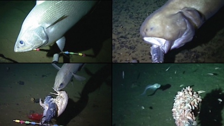 Images captured by the Oceanlab team - the bottom right image is a record for the deepest fish ever filmed