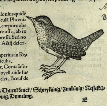 Drawing of a wren from Conrad Gesner, Icones animalium, Zurich, 1552