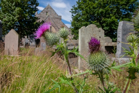 Photograph of St Machars graveyard with a thistle in foreground