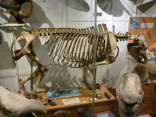  A tapir skeleton which can be seen at the Zoology Museum at the University of Aberdeen