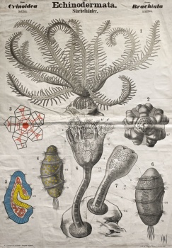 Echinodermata illustration