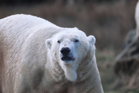 Arktos male polar bear from Highland Wildlife Park - the only place polar bears can be seen in Scotland today (courtesy of the RZSS)