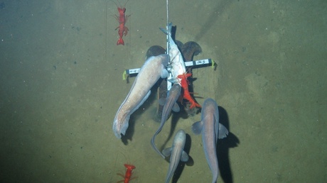 Photo of large cusk eels and prawns. Photo copyright of Oceanlab, University of Aberdeen, UK