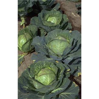 Scientists are investigating whether compounds found in cabbage could help prevent against diseases such as cancer and cardiovascular diseases