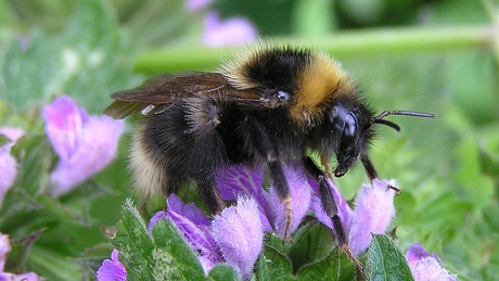 Groundbreaking bumblebee survey calls for more volunteers | Image courtesy of BBCT