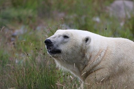 Arktos male polar bear from Highland Wildlife Park - the only place polar bears can be seen in Scotland today (courtesy of the RZSS)