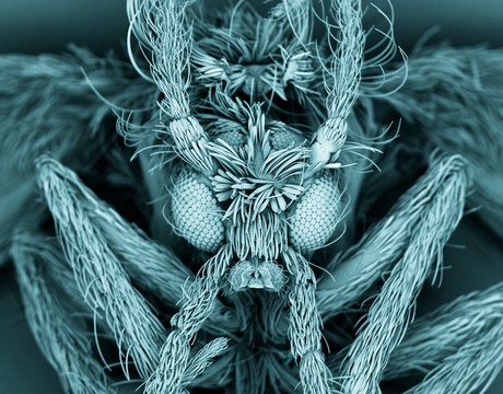 Moth fly taken with a scanning electron microscope - image by Kevin Mackenzie