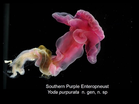 Yoda purpurata