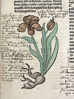 Iris from De Hortus Sanitatis, 1491 