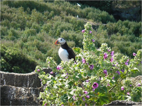 Puffin and tree mallow on Craigleith – Photo Anke Fischer