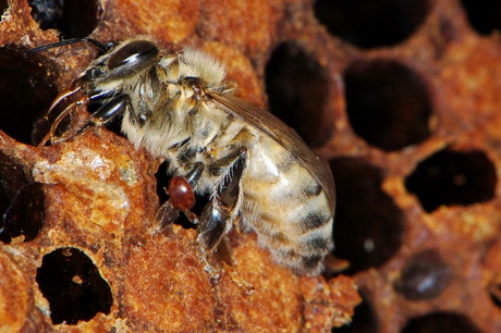 honey bees infested with Varroa mites