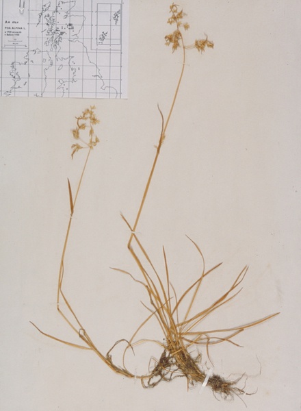 Herbarium catalogue now online
