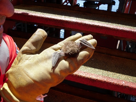 One of many bats found alive offshore