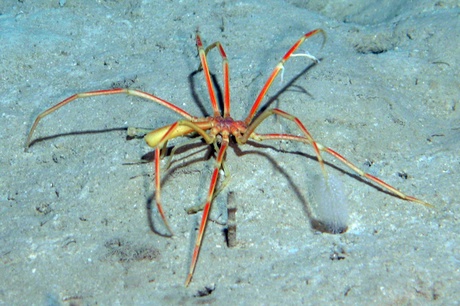 A large sea spider (Colossendeis proboscidea) moving slowing across the sea floor at 1000m depth in the Norwegian Sea. The image was taken using an ROV launched directly from the drilling rig as part of a study documenting the extent of drill cuttings