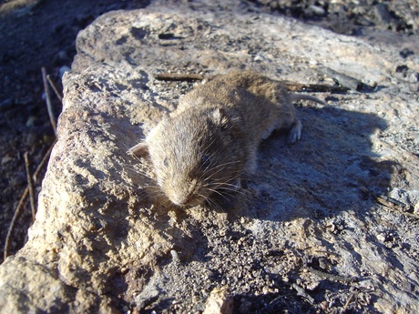 Orkney Vole's may have originated in Belgium and provide a snapshot of how all European voles were 5,000 years ago