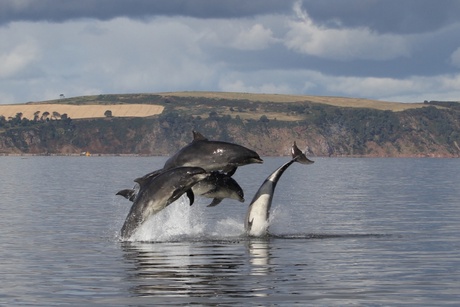 a group of dolphins leaping