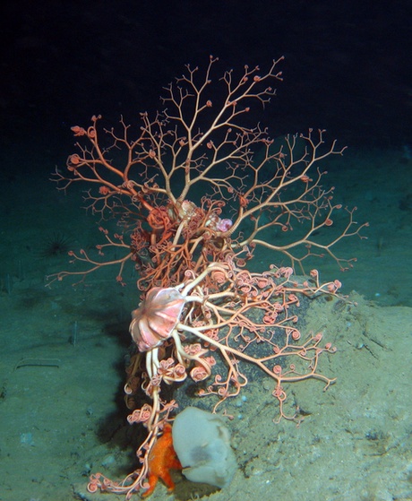 Basket stars (Gorgonocephalus caputmedusae) position themselves on a rock to take advantage of increased current speed for filter feeding. This image was taken using an ROV launched directly from a rig drilling a deep-water well in the Norwegian Sea. 