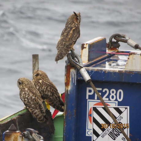 Long- and Short-eared owls are regularly seen offshore in autumn