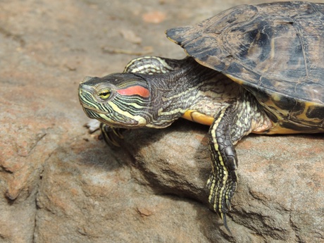 A non-native Red-eared slider turtle (Trachemys scripta elegans). One of the most widespread species of non-native reptiles worldwide. Adelaide, Australia.