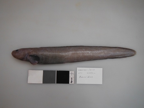 side view of new eelpout