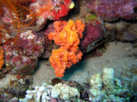 marine organisms