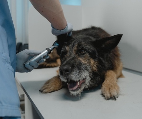 Vet treating a dog