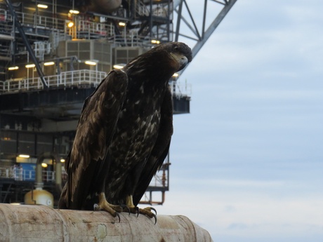 This rare White-tailed Eagle surprised workers on two rigs in August 2017