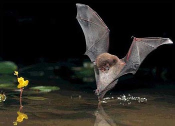 bat-racey-image
