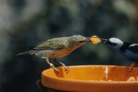 two birds sharing food