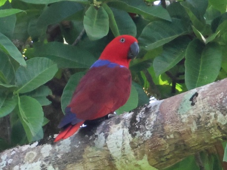 A blue and red eclectus parrot in a tree with a green leafy background