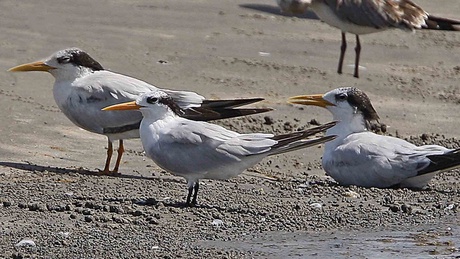 Two Royal Tern's (background) alongside a Lesser Crested Tern (foreground) - new research shows they are more closely related than previously thought