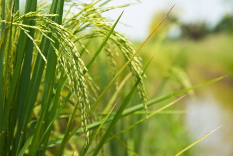 Identification of gene could pave way for low arsenic crops such as rice (pictured)