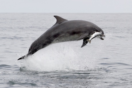 Bottlenose dolphin capturing salmon in the Moray Firth