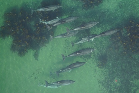 Researchers at the Lighthouse Field Station, Cromarty, have used drones to determine if dolphins are pregnant.