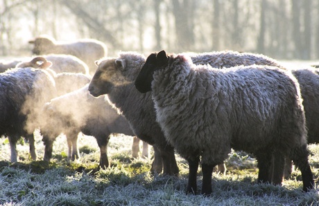 Sheep on a field during a frosty morning