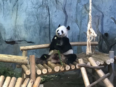 Giant panda enjoying his bamboo lunch at Shenzhen Wildlife Park in Guangdong, China