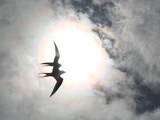 Arctic Terns’, David Dunford/geograph.org.uk/ CC BY-SA 2.0