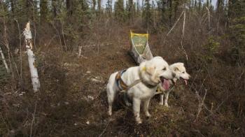 Jan Peter Laurens Loovers paper on Dog-craft