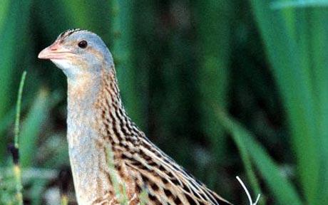 Corncrake image