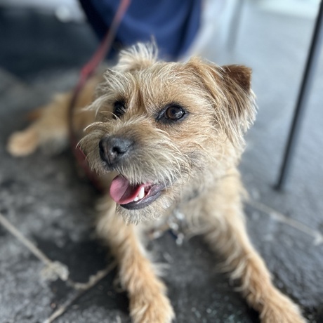 Border Terrier looking at camera with tongue out