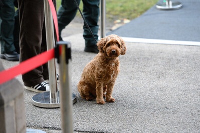 A dog patiently waiting for its owner to come out of Elphinstone Hall