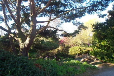 Cruickshank Botanic Gardens in Spring