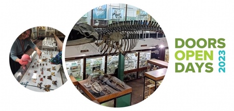 Doors Open Day at the Zoology Museum