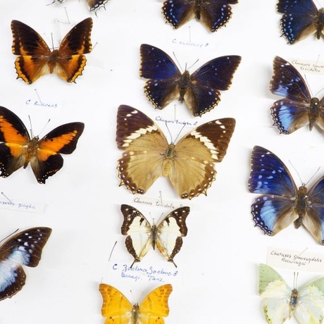 Butterflies in the Zoology Museum