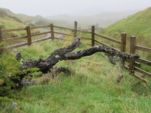 Ardmaddy Wishing-Tree