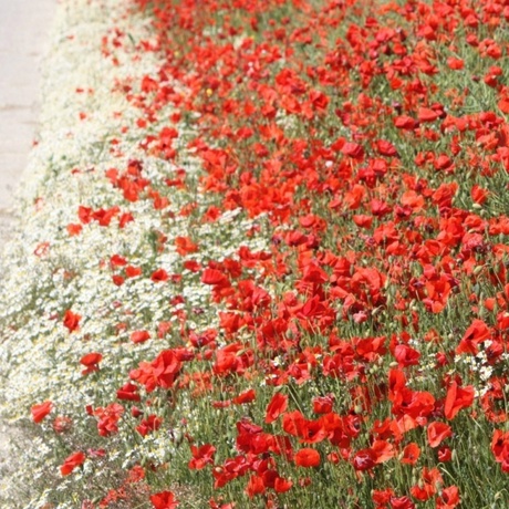 Poppies